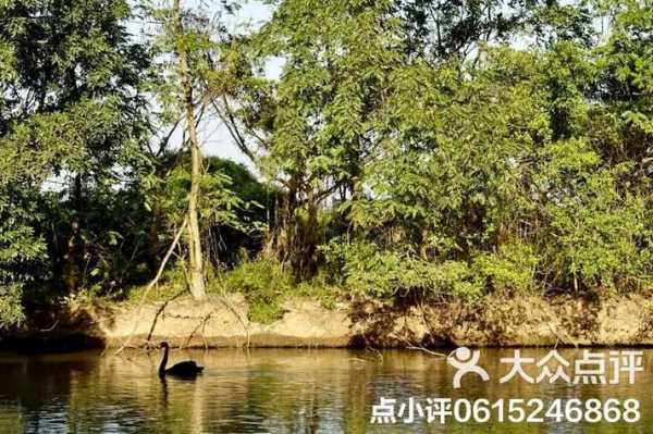鹈鹕视频_鹈鹕视频app