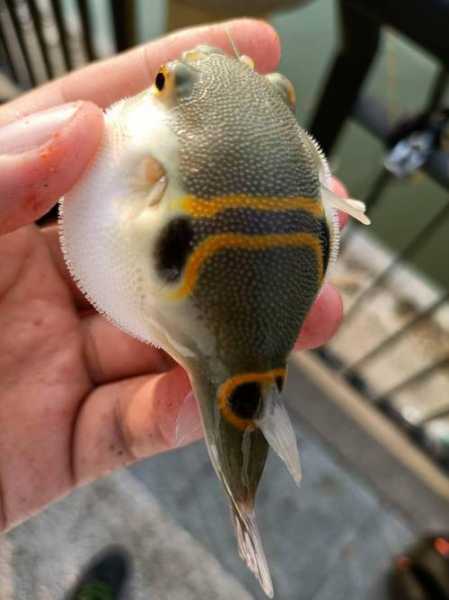 河豚足球直播免费视频直播，河豚直播体育直播