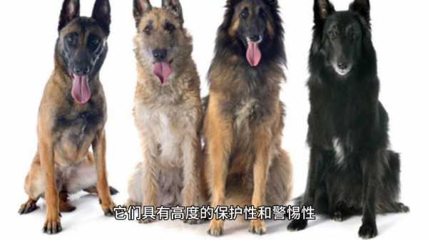 比利时牧羊犬四个类型，比利时牧羊犬介绍