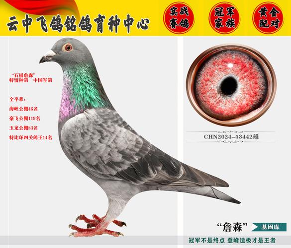 云飞赛事直播鸽网，云飞赛事直播信鸽协会