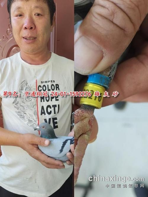 云飞赛事直播鸽网，云飞赛事直播信鸽协会