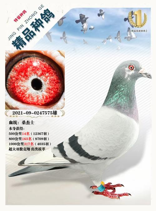 刘宝川，刘宝川信鸽