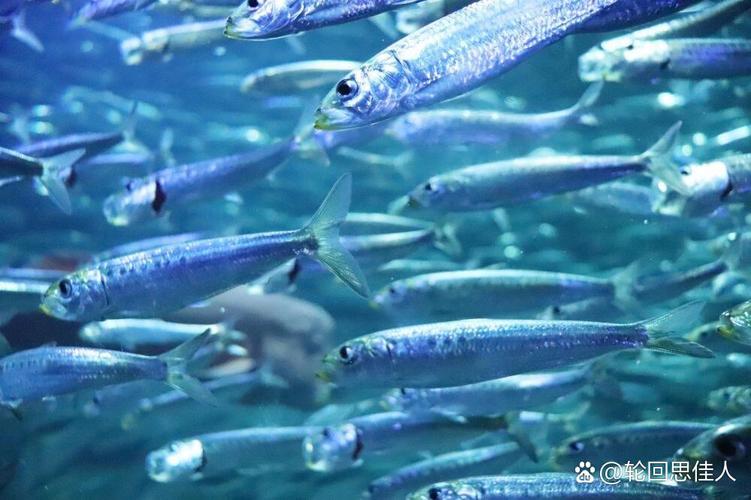 沙拉丁，沙拉丁鱼
