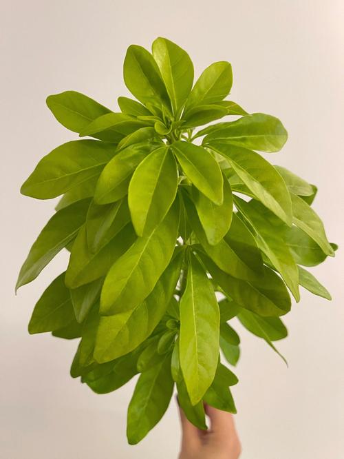 荷兰 墨西哥，荷兰墨西哥橘繁殖方法