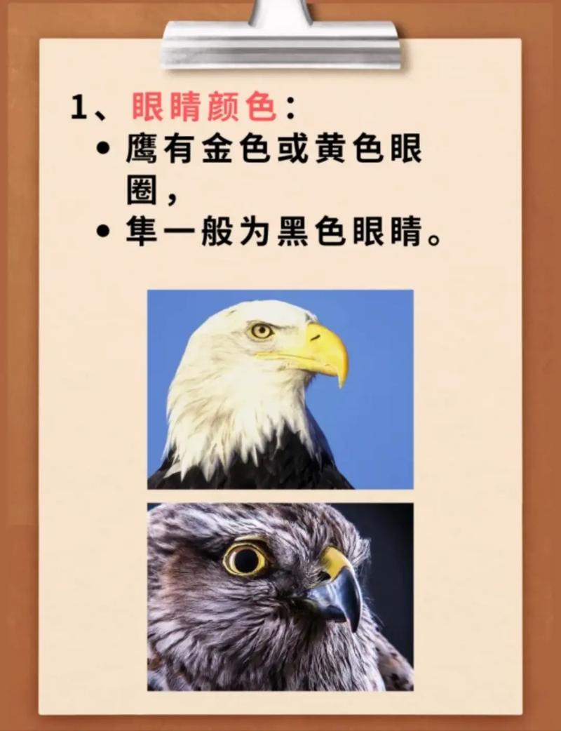 隼人，隼怎么读