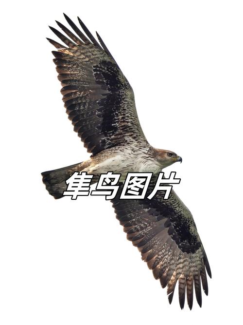 隼人，隼怎么读